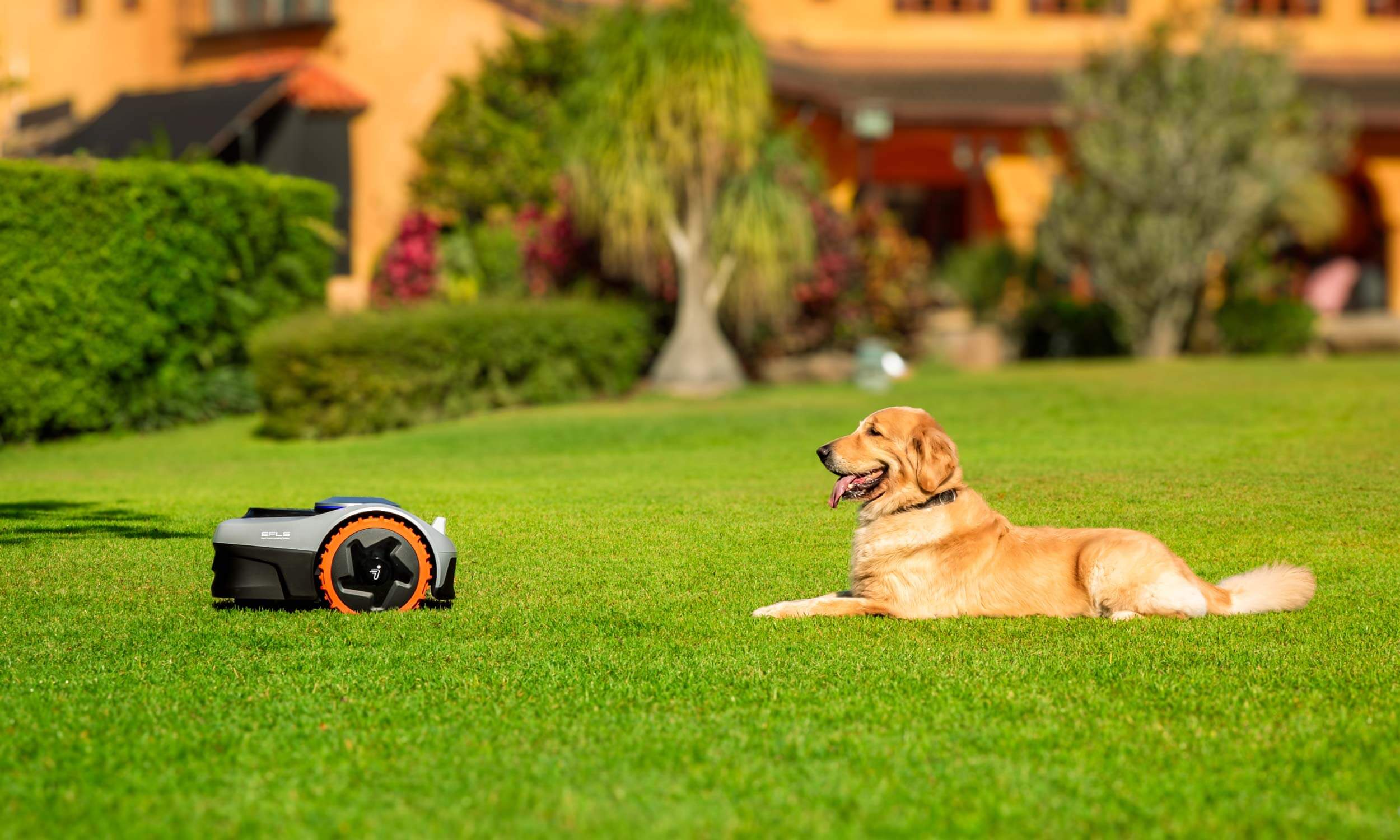 Navimow i110N robot lawn mower beside a golden retriever dog.