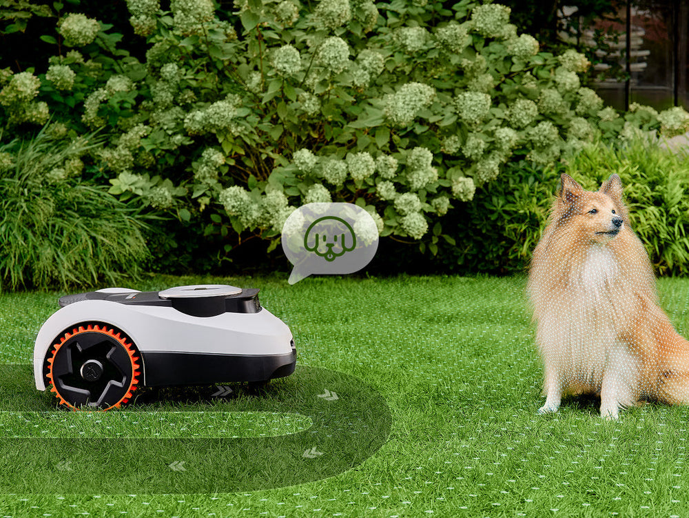 Navimow i110E robot lawn mower mows grass near a dog.