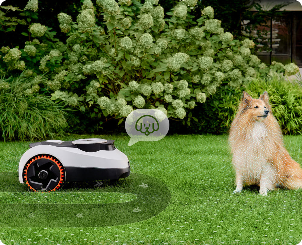Navimow i110N robot lawn mower detects a dog on grass.